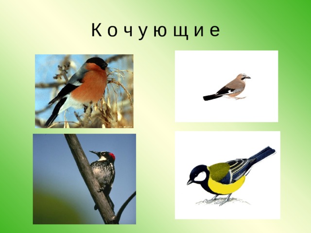 К о ч у ю щ и е 