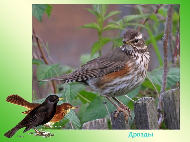 Дрозды 