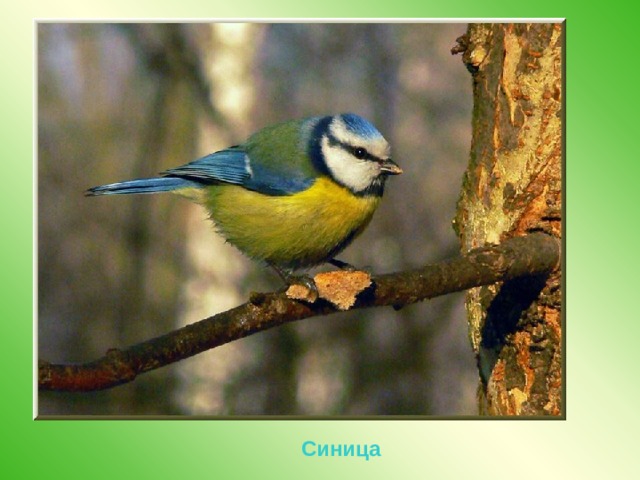 Синица 