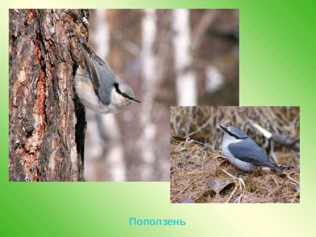 Поползень 
