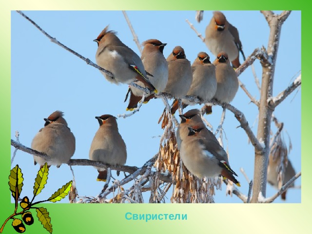 Свиристели 