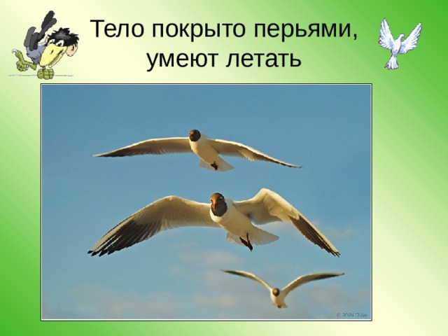 Тело покрыто перьями,  умеют летать 
