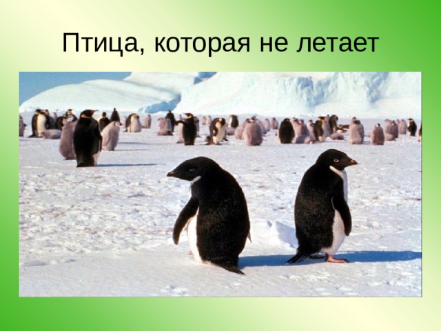 Птица, которая не летает 