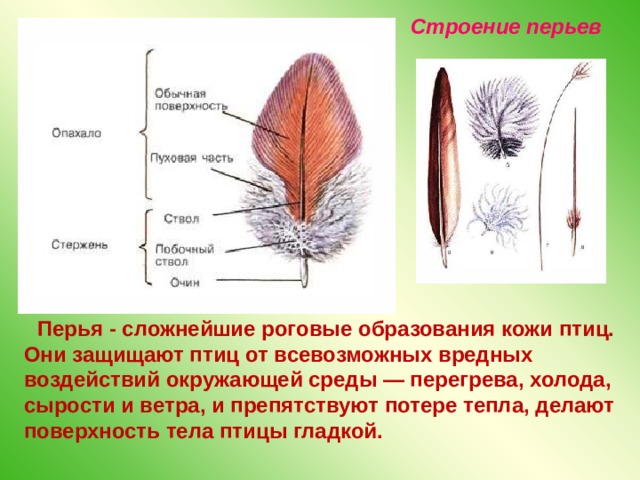 Строение перьев  Перья - сложнейшие роговые образования кожи птиц. Они защищают птиц от всевозможных вредных воздействий окружающей среды — перегрева, холода, сырости и ветра, и препятствуют потере тепла, делают поверхность тела птицы гладкой. 
