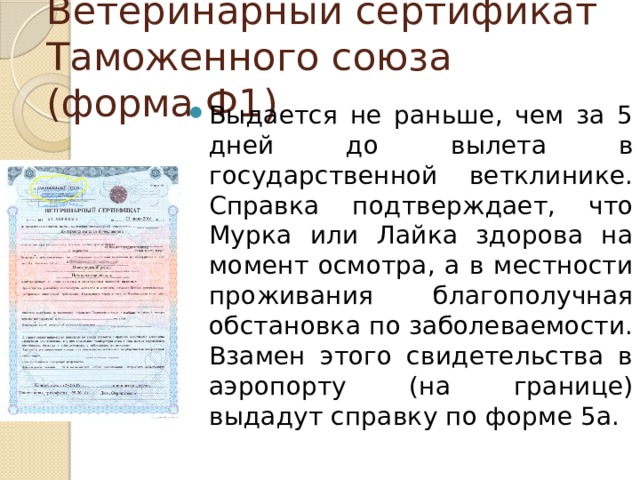 Ветеринарный сертификат Таможенного союза (форма Ф1) Выдается не раньше, чем за 5 дней до вылета в государственной ветклинике. Справка подтверждает, что Мурка или Лайка здорова на момент осмотра, а в местности проживания благополучная обстановка по заболеваемости. Взамен этого свидетельства в аэропорту (на границе) выдадут справку по форме 5а. 
