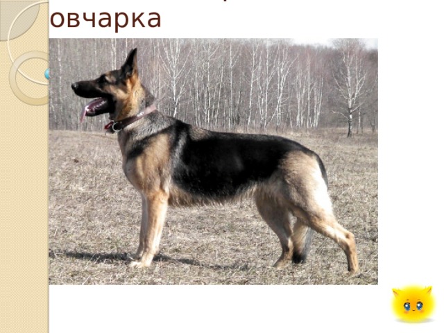 Восточно-Европейская овчарка 