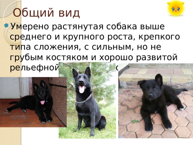 Общий вид Умерено растянутая собака выше среднего и крупного роста, крепкого типа сложения, с сильным, но не грубым костяком и хорошо развитой рельефной мускулатурой 