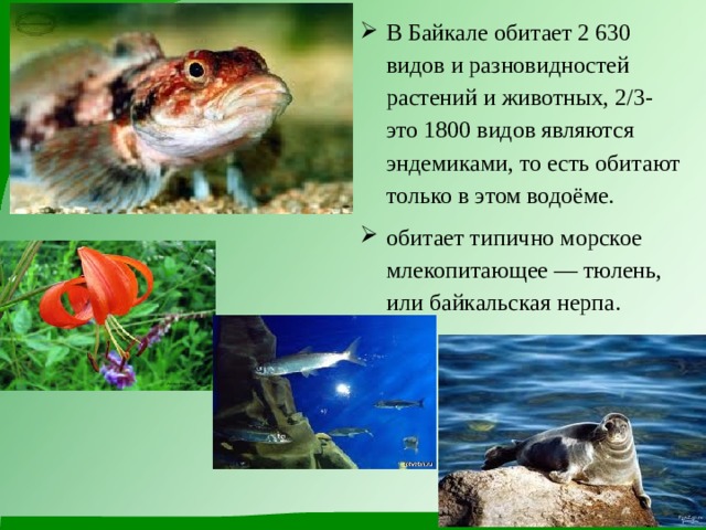 В Байкале обитает 2 630 видов и разновидностей растений и животных, 2/3- это 1800 видов являются эндемиками, то есть обитают только в этом водоёме. обитает типично морское млекопитающее — тюлень, или байкальская нерпа.  