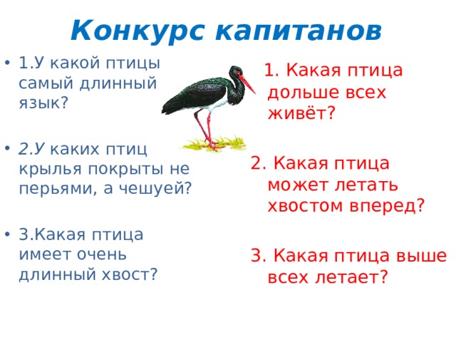 Конкурс капитанов 1.У какой птицы самый длинный язык? 2.У каких птиц крылья покрыты не перьями, а чешуей? 3.Какая птица имеет очень длинный хвост?  1. Какая птица дольше всех живёт? 2. Какая птица может летать хвостом вперед? 3. Какая птица выше всех летает? 