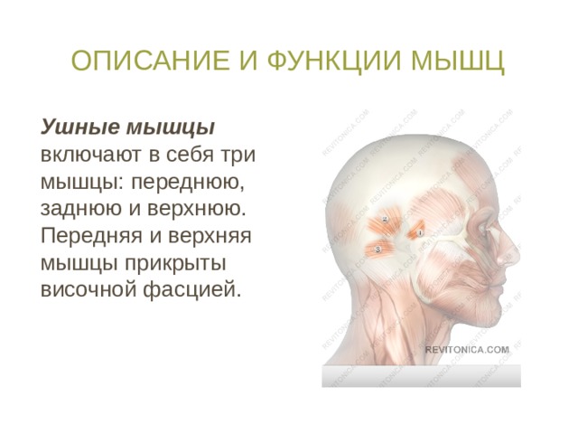Описание и функции мышц Ушные мышцы включают в себя три мышцы: переднюю, заднюю и верхнюю. Передняя и верхняя мышцы прикрыты височной фасцией. 