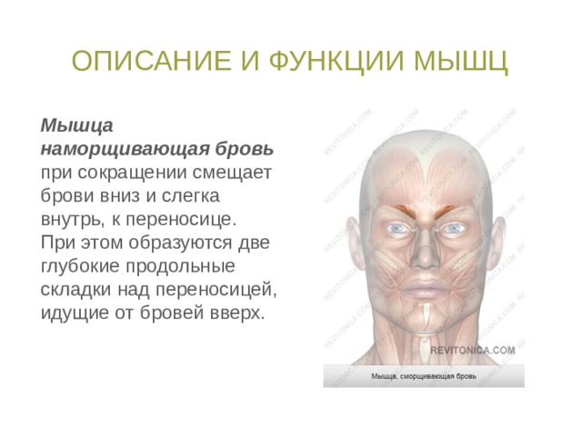 Описание и функции мышц Мышца наморщивающая бровь при сокращении смещает брови вниз и слегка внутрь, к переносице. При этом образуются две глубокие продольные складки над переносицей, идущие от бровей вверх. 