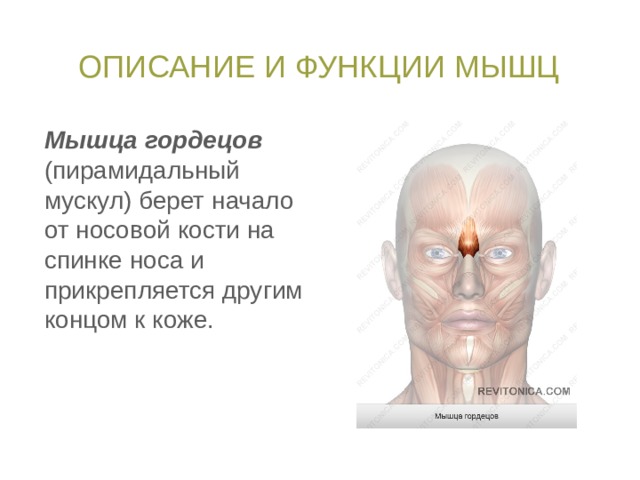 Описание и функции мышц Мышца гордецов (пирамидальный мускул) берет начало от носовой кости на спинке носа и прикрепляется другим концом к коже. 