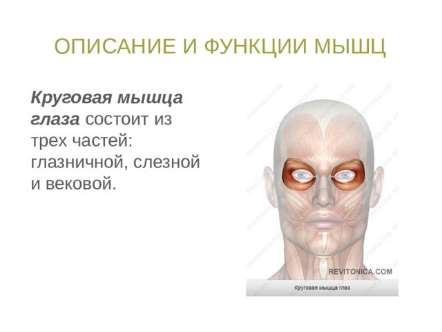 Описание и функции мышц Круговая мышца глаза состоит из трех частей: глазничной, слезной и вековой. При сокращении глазничной части мышцы разглаживаются поперечные складки лба, опускаются брови и сужается глазная щель. При сокращении вековой части мышцы глазная щель полностью смыкается. Слезная часть, сокращаясь, расширяет слезный мешок.  