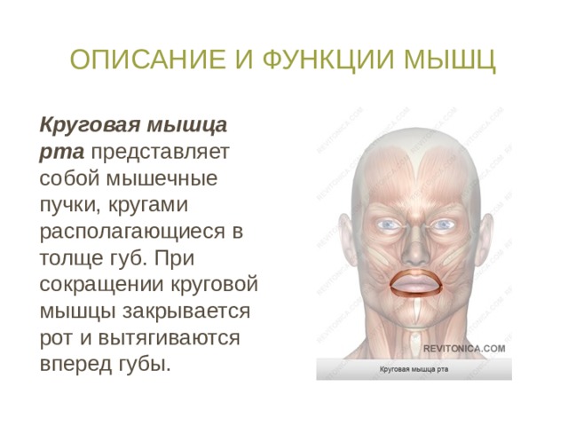 Описание и функции мышц Круговая мышца рта представляет собой мышечные пучки, кругами располагающиеся в толще губ. При сокращении круговой мышцы закрывается рот и вытягиваются вперед губы. 