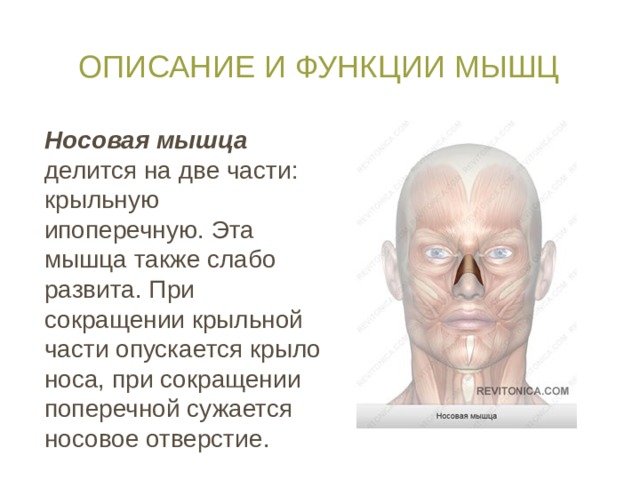 Описание и функции мышц Носовая мышца делится на две части: крыльную ипоперечную. Эта мышца также слабо развита. При сокращении крыльной части опускается крыло носа, при сокращении поперечной сужается носовое отверстие. 