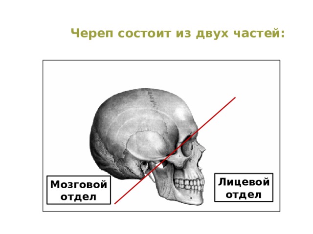 Череп состоит из двух частей: Лицевой отдел Мозговой отдел  