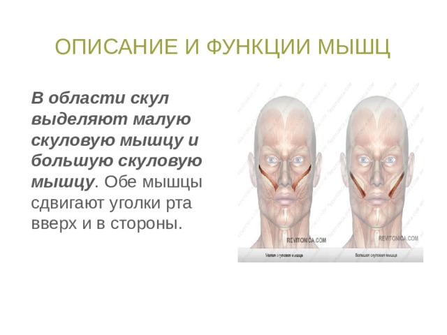 Описание и функции мышц В области скул выделяют малую скуловую мышцу и большую скуловую мышцу . Обе мышцы сдвигают уголки рта вверх и в стороны. 