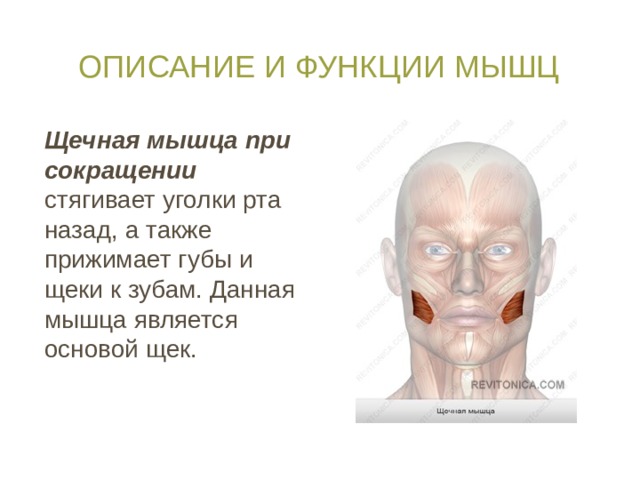 Описание и функции мышц Щечная мышца при сокращении стягивает уголки рта назад, а также прижимает губы и щеки к зубам. Данная мышца является основой щек. 
