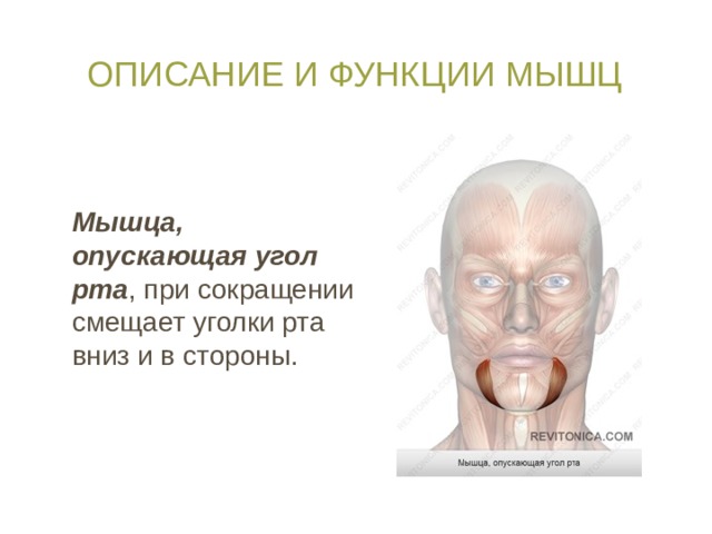 Описание и функции мышц Мышца, опускающая угол рта , при сокращении смещает уголки рта вниз и в стороны. 