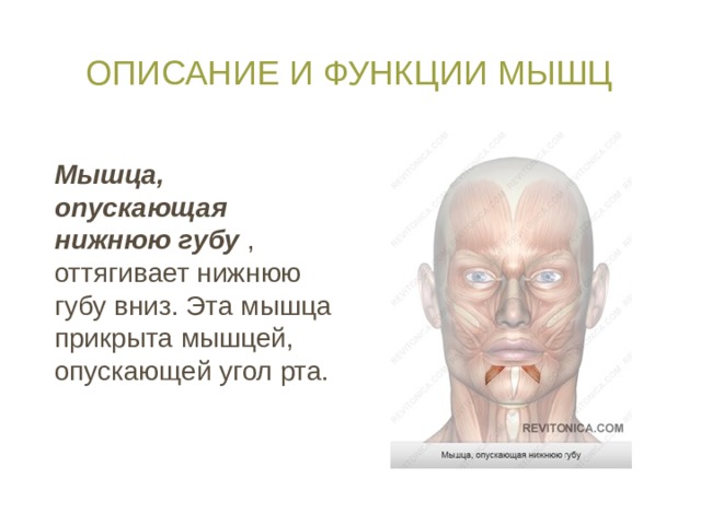 Описание и функции мышц Мышца, опускающая нижнюю губу , оттягивает нижнюю губу вниз. Эта мышца прикрыта мышцей, опускающей угол рта. 
