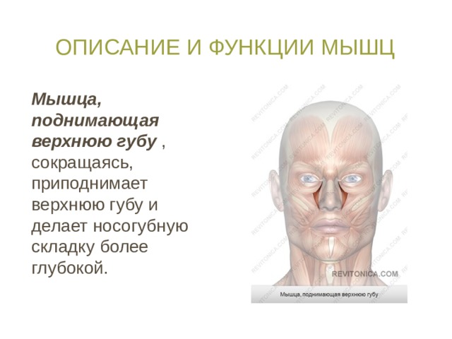 Описание и функции мышц Мышца, поднимающая верхнюю губу , сокращаясь, приподнимает верхнюю губу и делает носогубную складку более глубокой. 