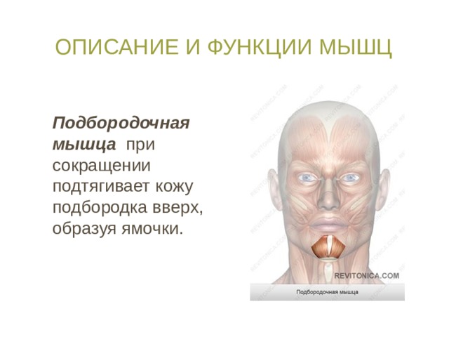 Описание и функции мышц Подбородочная мышца при сокращении  подтягивает кожу подбородка вверх, образуя ямочки. 