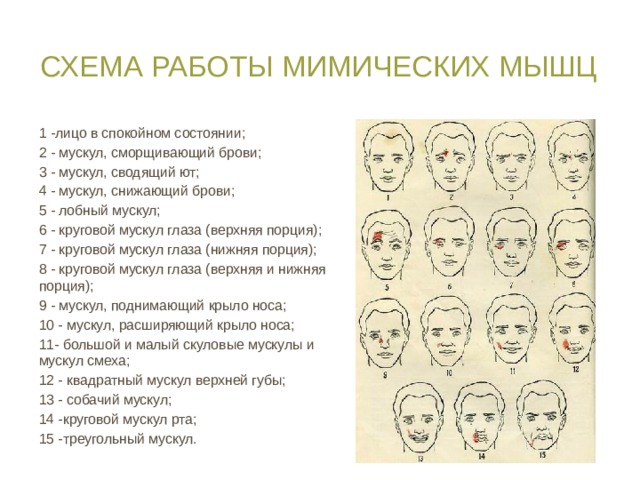 Схема работы мимических мышц 1 -лицо в спокойном состоянии; 2 - мускул, сморщивающий брови; 3 - мускул, сводящий ют; 4 - мускул, снижающий брови; 5 - лобный мускул; 6 - круговой мускул глаза (верхняя порция); 7 - круговой мускул глаза (нижняя порция); 8 - круговой мускул глаза (верхняя и нижняя порция); 9 - мускул, поднимающий крыло носа; 10 - мускул, расширяющий крыло носа; 11- большой и малый скуловые мускулы и мускул смеха; 12 - квадратный мускул верхней губы; 13 - собачий мускул; 14 -круговой мускул рта; 15 -треугольный мускул. 