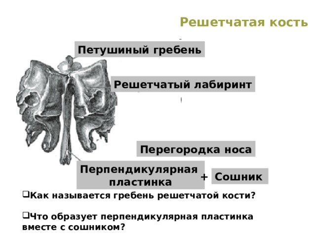 Решетчатая кость Петушиный гребень Решетчатый лабиринт Перегородка носа Перпендикулярная пластинка Сошник  + Как называется гребень решетчатой кости?  Что образует перпендикулярная пластинка вместе с сошником? 