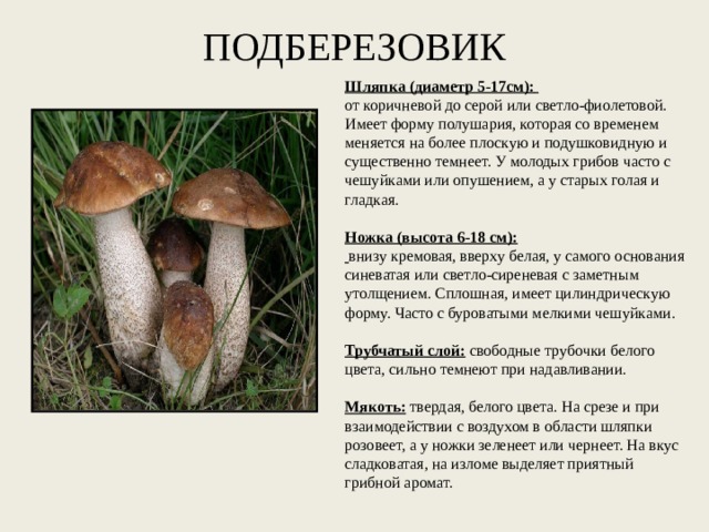ПОДБЕРЕЗОВИК Шляпка (диаметр 5-17см):   от коричневой до серой или светло-фиолетовой. Имеет форму полушария, которая со временем меняется на более плоскую и подушковидную и существенно темнеет. У молодых грибов часто с чешуйками или опушением, а у старых голая и гладкая.   Ножка (высота 6-18 см):   внизу кремовая, вверху белая, у самого основания синеватая или светло-сиреневая с заметным утолщением. Сплошная, имеет цилиндрическую форму. Часто с буроватыми мелкими чешуйками.   Трубчатый слой:   свободные трубочки белого цвета, сильно темнеют при надавливании.   Мякоть:  твердая, белого цвета. На срезе и при взаимодействии с воздухом в области шляпки розовеет, а у ножки зеленеет или чернеет. На вкус сладковатая, на изломе выделяет приятный грибной аромат. 