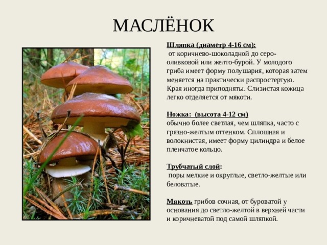 МАСЛЁНОК Шляпка (диаметр 4-16 см):   от коричнево-шоколадной до серо-оливковой или желто-бурой. У молодого гриба имеет форму полушария, которая затем меняется на практически распростертую. Края иногда приподняты. Слизистая кожица легко отделяется от мякоти.   Ножка:   (высота 4-12 см) обычно более светлая, чем шляпка, часто с грязно-желтым оттенком. Сплошная и волокнистая, имеет форму цилиндра и белое пленчатое кольцо.   Трубчатый слой :   поры мелкие и округлые, светло-желтые или беловатые.   Мякоть грибов сочная, от буроватой у основания до светло-желтой в верхней части и коричневатой под самой шляпкой. 