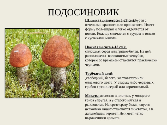 ПОДОСИНОВИК Шляпка (диаметром 5-28 см): бурая с оттенками красного или оранжевого. Имеет форму полушария и легко отделяется от ножки. Кожица снимается с трудом и только с кусочками мякоти.   Ножка (высота 4-18 см):   сплошная серая или грязно-белая. На ней расположены волокнистые чешуйки, которые со временем становятся практически черными.   Трубчатый слой:   свободный, белого, желтоватого или оливкового цвета. У старых либо червивых грибов грязно-серый или коричневатый.   Мякоть: мясистая и плотная, у молодого гриба упругая, а у старого мягкая и рыхловатая. На срезе сразу белая, спустя несколько минут становится синеватой, а в дальнейшем чернеет. Не имеет четко выраженного аромата. 