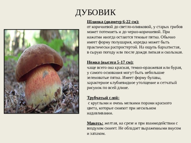 ДУБОВИК Шляпка (диаметр 6-22 см): от коричневой до светло-оливковой, у старых грибов может потемнеть и до черно-коричневой. При нажатии иногда остаются темные пятна. Обычно имеет форму полушария, изредка может быть практически распростертой. На ощупь бархатистая, в сырую погоду или после дождя липкая и скользкая.   Ножка   (высота 5-17 см): чаще всего она красная, темно-оранжевая или бурая, у самого основания могут быть небольшие зеленоватые пятна. Имеет форму булавы, характерное клубневидное утолщение и сетчатый рисунок по всей длине.   Трубчатый слой:  с круглыми и очень мелкими порами красного цвета, которые синеют при несильном надавливании.   Мякоть:   желтая, на срезе и при взаимодействии с воздухом синеет. Не обладает выраженными вкусом и запахом. 