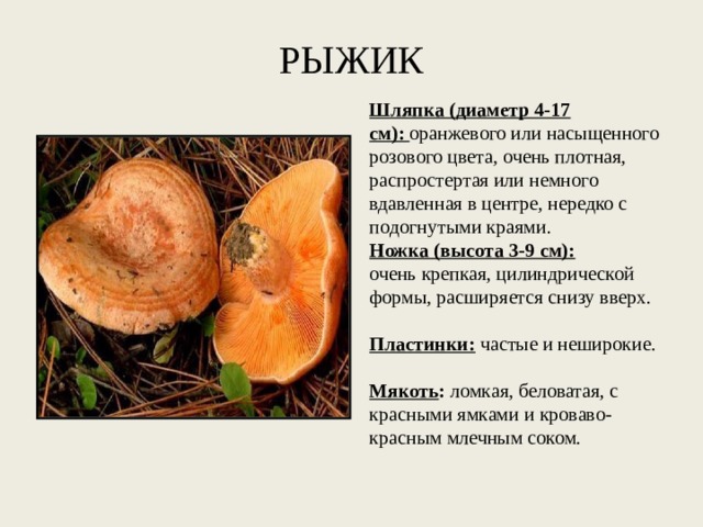 РЫЖИК Шляпка (диаметр 4-17 см):   оранжевого или насыщенного розового цвета, очень плотная, распростертая или немного вдавленная в центре, нередко с подогнутыми краями. Ножка (высота 3-9 см):   очень крепкая, цилиндрической формы, расширяется снизу вверх.   Пластинки:   частые и неширокие.   Мякоть :  ломкая, беловатая, с красными ямками и кроваво-красным млечным соком. 