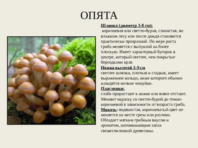 ОПЯТА Шляпка (диаметр 3-8 см):   коричневая или светло-бурая, слизистая, во влажном лесу или после дождя становится практически прозрачной. По мере роста гриба меняется с выпуклой на более плоскую. Имеет характерный бугорок в центре, который светлее, чем покрытые бороздками края. Ножка высотой 3-9 см светлее шляпки, плотная и гладкая, имеет выраженное кольцо, ниже которого обычно находятся мелкие чешуйки. Пластинки:   слабо прирастают к ножке или вовсе отстают. Меняют окраску со светло-бурой до темно-коричневой в зависимости от возраста гриба. Мякоть :  водянистая, коричневатый цвет не меняется на месте среза или разлома. Обладает мягким грибным вкусом и ароматом, напоминающим запах свежеспиленной древесины. 