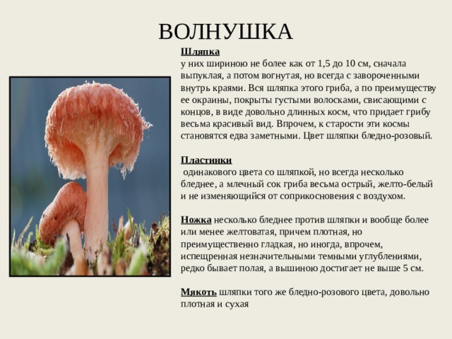 ВОЛНУШКА Шляпка у них шириною не более как от 1,5 до 10 см, сначала выпуклая, а потом вогнутая, но всегда с завороченными внутрь краями. Вся шляпка этого гриба, а по преимуществу ее окраины, покрыты густыми волосками, свисающими с концов, в виде довольно длинных косм, что придает грибу весьма красивый вид. Впрочем, к старости эти космы становятся едва заметными. Цвет шляпки бледно-розовый.   Пластинки  одинакового цвета со шляпкой, но всегда несколько бледнее, а млечный сок гриба весьма острый, желто-белый и не изменяющийся от соприкосновения с воздухом.   Ножка несколько бледнее против шляпки и вообще более или менее желтоватая, причем плотная, но преимущественно гладкая, но иногда, впрочем, испещренная незначительными темными углублениями, редко бывает полая, а вышиною достигает не выше 5 см.   Мякоть шляпки того же бледно-розового цвета, довольно плотная и сухая 