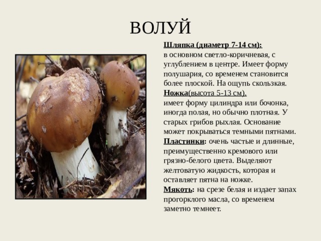 ВОЛУЙ Шляпка (диаметр 7-14 см): в основном светло-коричневая, с углублением в центре. Имеет форму полушария, со временем становится более плоской. На ощупь скользкая. Ножка (высота 5-13 см). имеет форму цилиндра или бочонка, иногда полая, но обычно плотная. У старых грибов рыхлая. Основание может покрываться темными пятнами. Пластинки :  очень частые и длинные, преимущественно кремового или грязно-белого цвета. Выделяют желтоватую жидкость, которая и оставляет пятна на ножке. Мякоть :  на срезе белая и издает запах прогорклого масла, со временем заметно темнеет. 