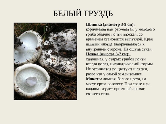 БЕЛЫЙ ГРУЗДЬ Шляпка (диаметр 3-9 см):  коричневая или рыжеватая, у молодого гриба обычно почти плоская, со временем становится выпуклой. Края шляпки иногда заворачиваются к внутренней стороне. На ощупь сухая. Ножка (высота 3-7 см):   сплошная, у старых грибов почти всегда полая, цилиндрической формы. Не отличается по цвету от шляпки, разве что у самой земли темнее. Мякоть:  ломкая, белого цвета, на месте среза розовеет. При срезе или надломе издает приятный аромат свежего сена. 