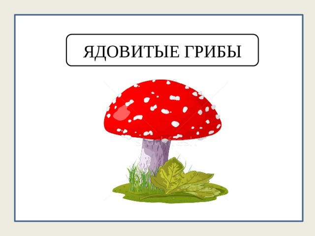 ЯДОВИТЫЕ ГРИБЫ 