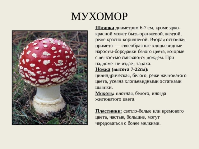 МУХОМОР Шляпка диаметром 6-7 см, кроме ярко-красной может быть оранжевой, желтой, реже красно-коричневой. Вторая основная примета — своеобразные хлопьевидные наросты-бородавки белого цвета, которые с легкостью смываются дождем. При надломе не издает запаха. Ножка (высота 7-22см):   цилиндрическая, белого, реже желтоватого цвета, усеяна хлопьевидными остатками шляпки. Мякоть :  плотная, белого, иногда желтоватого цвета.   Пластинки:   светло-белые или кремового цвета, частые, большие, могут чередоваться с более мелкими.   