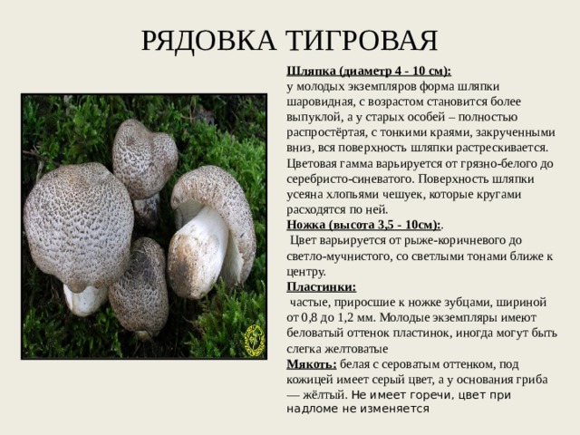 РЯДОВКА ТИГРОВАЯ Шляпка (диаметр 4 - 10 см): у молодых экземпляров форма шляпки шаровидная, с возрастом становится более выпуклой, а у старых особей – полностью распростёртая, с тонкими краями, закрученными вниз, вся поверхность шляпки растрескивается. Цветовая гамма варьируется от грязно-белого до серебристо-синеватого. Поверхность шляпки усеяна хлопьями чешуек, которые кругами расходятся по ней. Ножка (высота 3,5 - 10см): .  Цвет варьируется от рыже-коричневого до светло-мучнистого, со светлыми тонами ближе к центру. Пластинки:   частые, приросшие к ножке зубцами, шириной от 0,8 до 1,2 мм. Молодые экземпляры имеют беловатый оттенок пластинок, иногда могут быть слегка желтоватые Мякоть:  белая с сероватым оттенком, под кожицей имеет серый цвет, а у основания гриба — жёлтый. Не имеет горечи, цвет при надломе не изменяется 