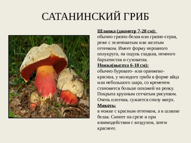 САТАНИНСКИЙ ГРИБ   Шляпка (диаметр 7-28 см):  обычно грязно-белая или грязно-серая, реже с зеленоватым или желтым оттенком. Имеет форму неровного полукруга, на ощупь гладкая, немного бархатистая и суховатая. Ножка(высота 6-18 см): обычно буровато- или оранжево-красная, у молодого гриба в форме яйца или небольшого шара, со временем становится больше похожей на репку. Покрыта крупным сетчатым рисунком. Очень плотная, сужается снизу вверх. Мякоть: в ножке с красным оттенком, а в шляпке белая. Синеет на срезе и при взаимодействии с воздухом, затем краснеет. 