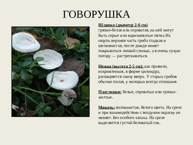 ГОВОРУШКА Шляпка (диаметр 2-6 см) грязно-белая или сероватая, на ней могут быть серые или коричневатые пятна.На ощупь верхняя часть гриба гладкая и шелковистая, после дождя может покрываться липкой слизью, а в очень сухую погоду — растрескиваться.   Ножка (высота 2-5 см):  как правило, искривленная, в форме цилиндра, расширяется снизу вверх. У старых грибов обычно полая, у молодых всегда сплошная.   Пластинки:  белые, сероватые или грязно-желтые.   Мякоть:  волокнистая, белого цвета. На срезе и при взаимодействии с воздухом окраску не меняет. Без особого запаха. На срезе выделяется густой беловатый сок. 