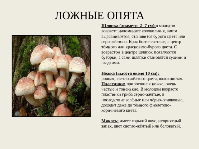 ЛОЖНЫЕ ОПЯТА Шляпка (диаметр 2 -7 см): в молодом возрасте напоминает колокольчик, затем выравнивается, становится бурого цвета или серо-жёлтого. Края более светлые, а центр тёмного или красновато-бурого цвета. С возрастом в центре шляпок появляются бугорки, а сами шляпки становятся сухими и гладкими.   Ножка (высота около 10 см): ровная, светло-жёлтого цвета, волокнистая. Пластинки:  приросшие к ножке, очень частые и тоненькие. В молодом возрасте пластинки гриба серно-жёлтые, в последствие зелёные или чёрно-оливковые, доходит даже до тёмного фиолетово-коричневого цвета.   Мякоть:  имеет горький вкус, неприятный запах, цвет светло-жёлтый или беловатый. 