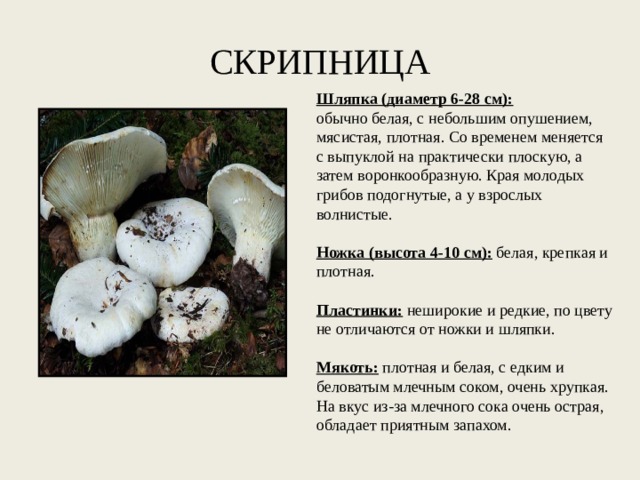 СКРИПНИЦА   Шляпка (диаметр 6-28 см):   обычно белая, с небольшим опушением, мясистая, плотная. Со временем меняется с выпуклой на практически плоскую, а затем воронкообразную. Края молодых грибов подогнутые, а у взрослых волнистые.   Ножка (высота 4-10 см):  белая, крепкая и плотная.   Пластинки:  неширокие и редкие, по цвету не отличаются от ножки и шляпки.   Мякоть:  плотная и белая, с едким и беловатым млечным соком, очень хрупкая. На вкус из-за млечного сока очень острая, обладает приятным запахом. 