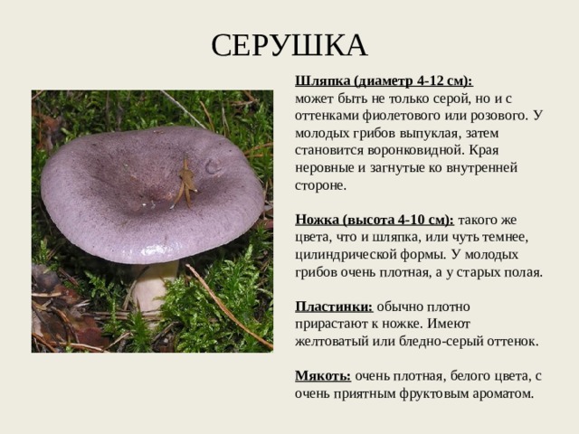 СЕРУШКА Шляпка (диаметр 4-12 см): может быть не только серой, но и с оттенками фиолетового или розового. У молодых грибов выпуклая, затем становится воронковидной. Края неровные и загнутые ко внутренней стороне.   Ножка (высота 4-10 см):  такого же цвета, что и шляпка, или чуть темнее, цилиндрической формы. У молодых грибов очень плотная, а у старых полая.   Пластинки:  обычно плотно прирастают к ножке. Имеют желтоватый или бледно-серый оттенок.   Мякоть:  очень плотная, белого цвета, с очень приятным фруктовым ароматом. 