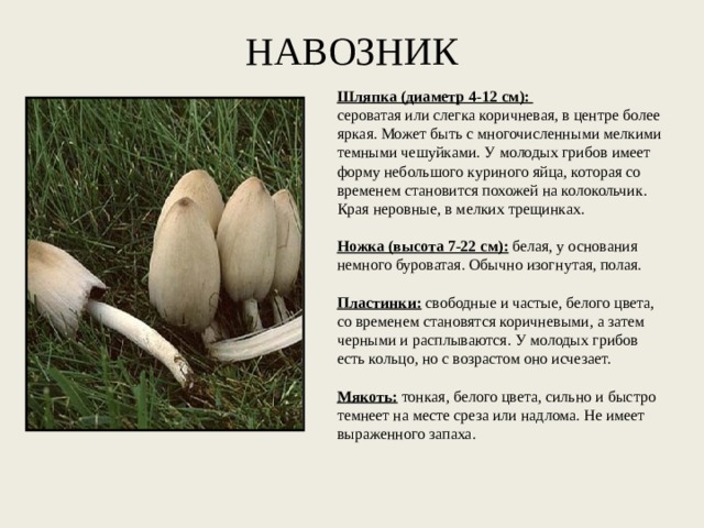 НАВОЗНИК Шляпка (диаметр 4-12 см):   сероватая или слегка коричневая, в центре более яркая. Может быть с многочисленными мелкими темными чешуйками. У молодых грибов имеет форму небольшого куриного яйца, которая со временем становится похожей на колокольчик. Края неровные, в мелких трещинках.   Ножка (высота 7-22 см):  белая, у основания немного буроватая. Обычно изогнутая, полая.   Пластинки:  свободные и частые, белого цвета, со временем становятся коричневыми, а затем черными и расплываются. У молодых грибов есть кольцо, но с возрастом оно исчезает.   Мякоть:  тонкая, белого цвета, сильно и быстро темнеет на месте среза или надлома. Не имеет выраженного запаха. 