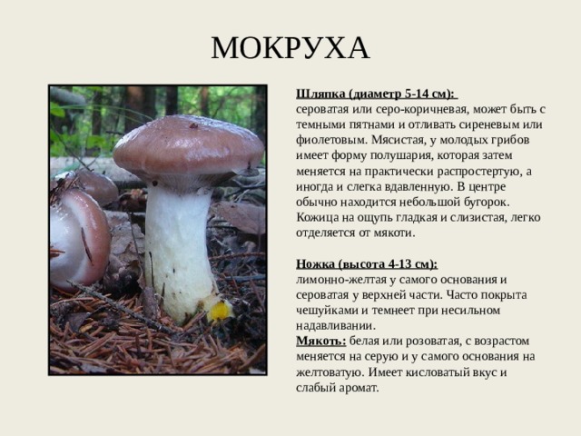 МОКРУХА   Шляпка (диаметр 5-14 см):   сероватая или серо-коричневая, может быть с темными пятнами и отливать сиреневым или фиолетовым. Мясистая, у молодых грибов имеет форму полушария, которая затем меняется на практически распростертую, а иногда и слегка вдавленную. В центре обычно находится небольшой бугорок. Кожица на ощупь гладкая и слизистая, легко отделяется от мякоти.   Ножка (высота 4-13 см):   лимонно-желтая у самого основания и сероватая у верхней части. Часто покрыта чешуйками и темнеет при несильном надавливании. Мякоть:   белая или розоватая, с возрастом меняется на серую и у самого основания на желтоватую. Имеет кисловатый вкус и слабый аромат. 