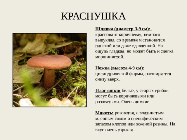 КРАСНУШКА   Шляпка (диаметр 3-9 см):   красновато-коричневая, немного выпуклая, со временем становится плоской или даже вдавленной. На ощупь гладкая, но может быть и слегка морщинистой.   Ножка (высота 4-9 см):   цилиндрической формы, расширяется снизу вверх.   Пластинки:  белые, у старых грибов могут быть коричневыми или розоватыми. Очень ломкие.   Мякоть:  розоватая, с водянистым млечным соком и специфическим запахом клопов или жженой резины. На вкус очень горькая. 