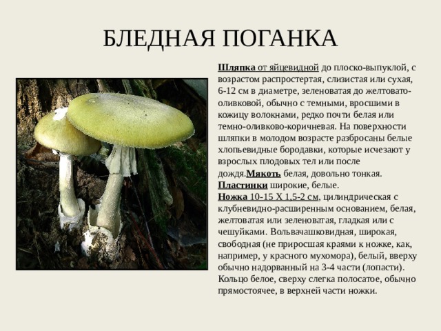 БЛЕДНАЯ ПОГАНКА Шляпка от яйцевидной до плоско-выпуклой, с возрастом распростертая, слизистая или сухая, 6-12 см в диаметре, зеленоватая до желтовато-оливковой, обычно с темными, вросшими в кожицу волокнами, редко почти белая или темно-оливково-коричневая. На поверхности шляпки в молодом возрасте разбросаны белые хлопьевидные бородавки, которые исчезают у взрослых плодовых тел или после дождя. Мякоть белая, довольно тонкая. Пластинки широкие, белые. Ножка 10-15 X 1,5-2 см , цилиндрическая с клубневидно-расширенным основанием, белая, желтоватая или зеленоватая, гладкая или с чешуйками. Вольвачашковидная, широкая, свободная (не приросшая краями к ножке, как, например, у красного мухомора), белый, вверху обычно надорванный на 3-4 части (лопасти). Кольцо белое, сверху слегка полосатое, обычно прямостоячее, в верхней части ножки.  