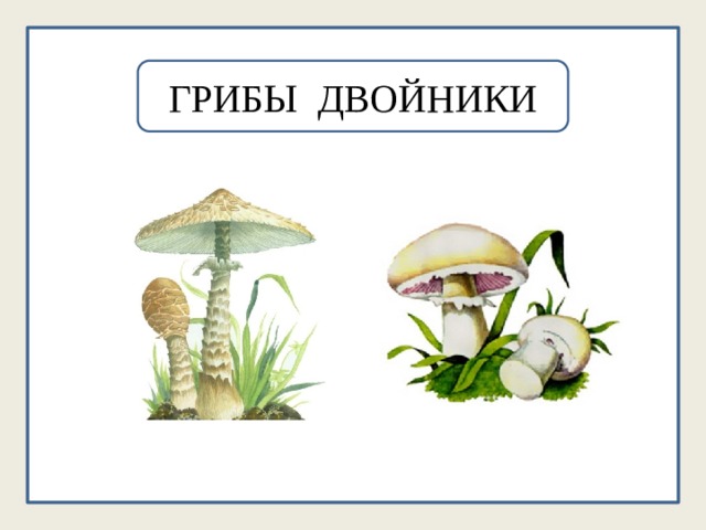 ГРИБЫ ДВОЙНИКИ 